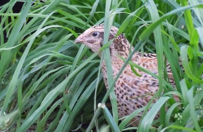 quail-2146317_640 quail-2146317_640