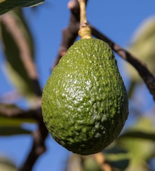 hass-avocado-2685817_640